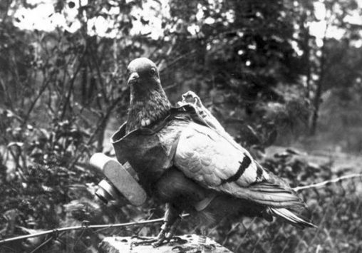 Zentralbild
Brieftaubenfotografie, Fotografie mit Hilfe eines kleinen fotografischen Apparates, der an einem der Taube umgehängtem Brustschild befestigt wird.
Der Verschluß des Apparates läßt sich so einstellen, das die Aufnahmen während des Fluges zu vorher bestimmten Zeiten erfolgen.