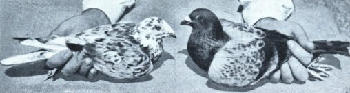 camo_pigeons_crop