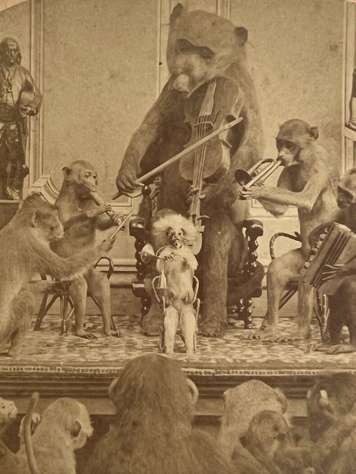 Stereoscopic photograph. Taxidermy. Animals band.