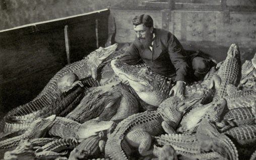 A GROUP OF CROCODILIANS. A wonder of animal training. The photograph shows a number of living crocodilians with their trainer. They have been on exhibition in Florence for some years past, and are still to be seen there. [Photo by Fratelli Alianari. Cornish, C. J. et al The living animals of the world, a popular natural history, Volume I, Mammals. 1906)