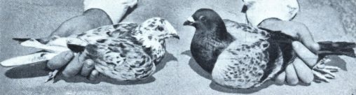 Pigeons Bred with Camouflage, 1941
Camouflaged pigeons, with a mottled plumage to make them almost invisible to the enemy, were bred in Ontario, during WWII, by Ray R. Delhauer, a retired officer.
Believing that pigeons were too vulnerable because bright patches of white or colored feathers made them an easy target, Delhauer bred and crossbred his birds until he achieved a strain with mottled gray and dusty white feathers on their under-bodies as well as on their wings and backs.
(Popular Science, Jan, 194, p. 81)