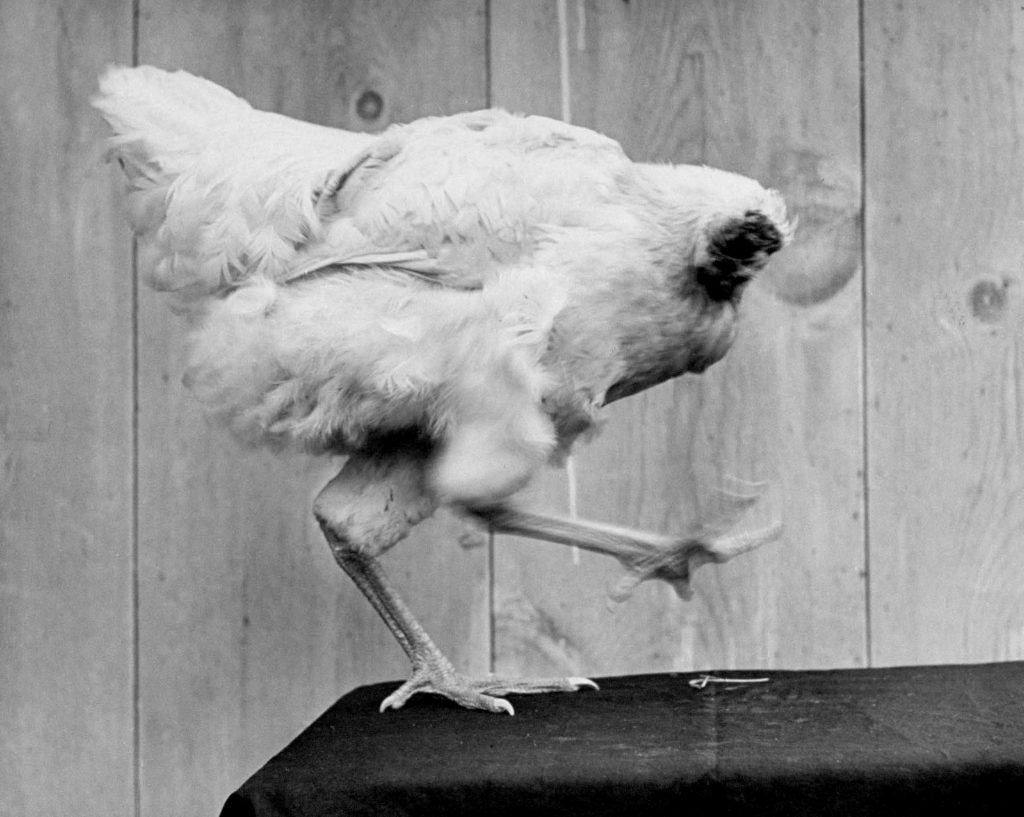 Mike, the headless chicken In 1945. Lloyd Olsen, a farmer from Colorado in the United States, cut off the head of a rooster called Mike with the intention of eating him for dinner. However, Mike didn't die. He lived for another 18 months, travelling as an attraction from fair to fair in the company of other natural phenomena, such as a two-headed calf.