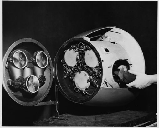 Nose cone of NIST glide bomb showing the three-pigeon guidance system.
During World War II, “Project Pigeon”, leaded by American behaviorist B.F. Skinner's, was an attempt to develop a pigeon-guided missile. After several tests, they decided 3 different pigeons, trained to peck a target, would guide the missile. The project was cancelled in 1944 and resumed by the americam navy in 1948 as “Project Orcon” (Organic Control”, to be abandoned in 1953 with the arrival of new electronic guidance systems.