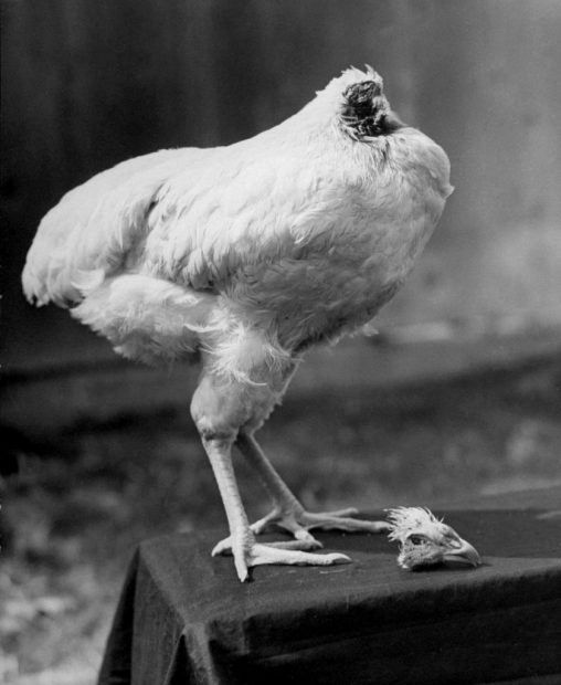 Mike, the headless chicken
In 1945. Lloyd Olsen, a farmer from Colorado in the United States, cut off the head of a rooster called Mike with the intention of eating him for dinner. However, Mike didn't die. He lived for another 18 months, travelling as an attraction from fair to fair in the company of other natural phenomena, such as a two-headed calf. [photo: Bob Landry]