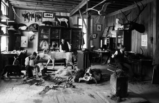 William Temple Hornaday (center), chief taxidermist at the United States National Museum (now the Smithsonian Institute) from 1882 to 1890, works on an exhibit in the museum’s laboratory (circa 1880).