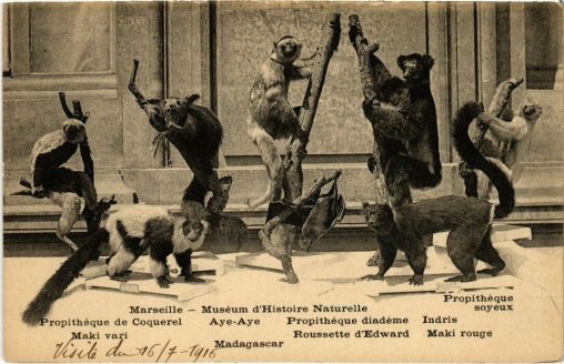 Marseille - Muséum d'Histoire Naturelle (postcard, dated 1916)