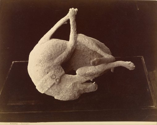 Cast of a Dog Killed by the Eruption of Vesuvius, Pompeii, 1863 [photo: Giorgio Sommer]