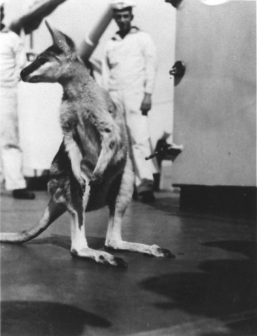 The kangaroo 'Boonah' on board the  german warship 'Karlsruhe'., in 1934. The kangaroo was later placed in Karlsruhe's zoo in Germany. It was still there in 1941.