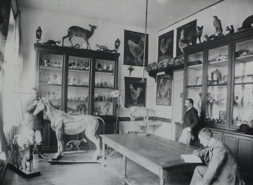 Animal husbandry [zootechnie] exam at the l'École Nationale d'Agriculture in Rennes, France. The teacher listens to the student in front of the model horse, while the other student prepares his answer to the question drawn at random, 1915 [Institut Agro Rennes-Angers]
[Le cheval du docteur Auzoux]