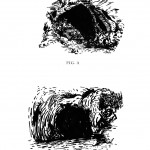 Grutas [Enciplopédia], 2010